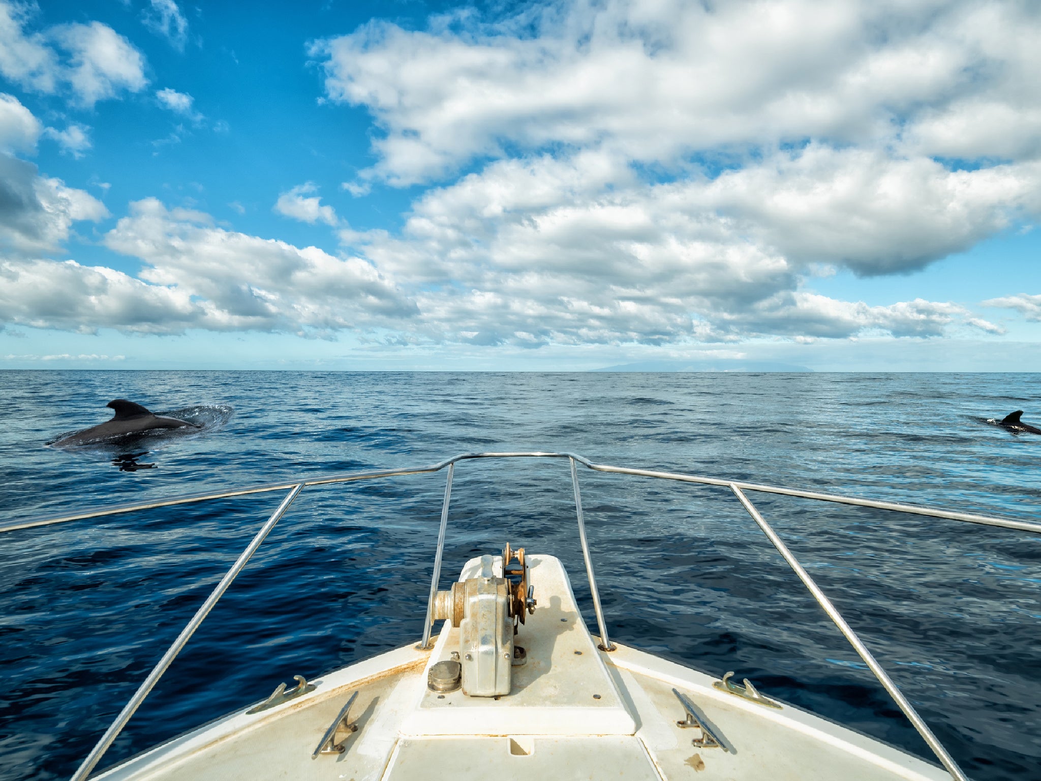 Pilot whales and bottlenose dolphins can be seen almost every day