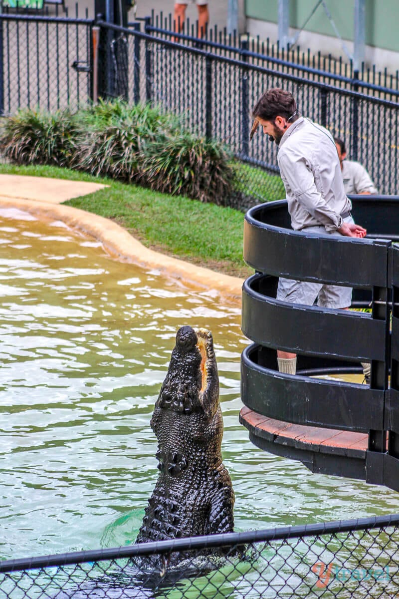 man feeding a crocodile at the Croc show at Australia Zoo 