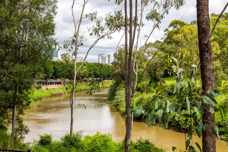 trees on the side of a river