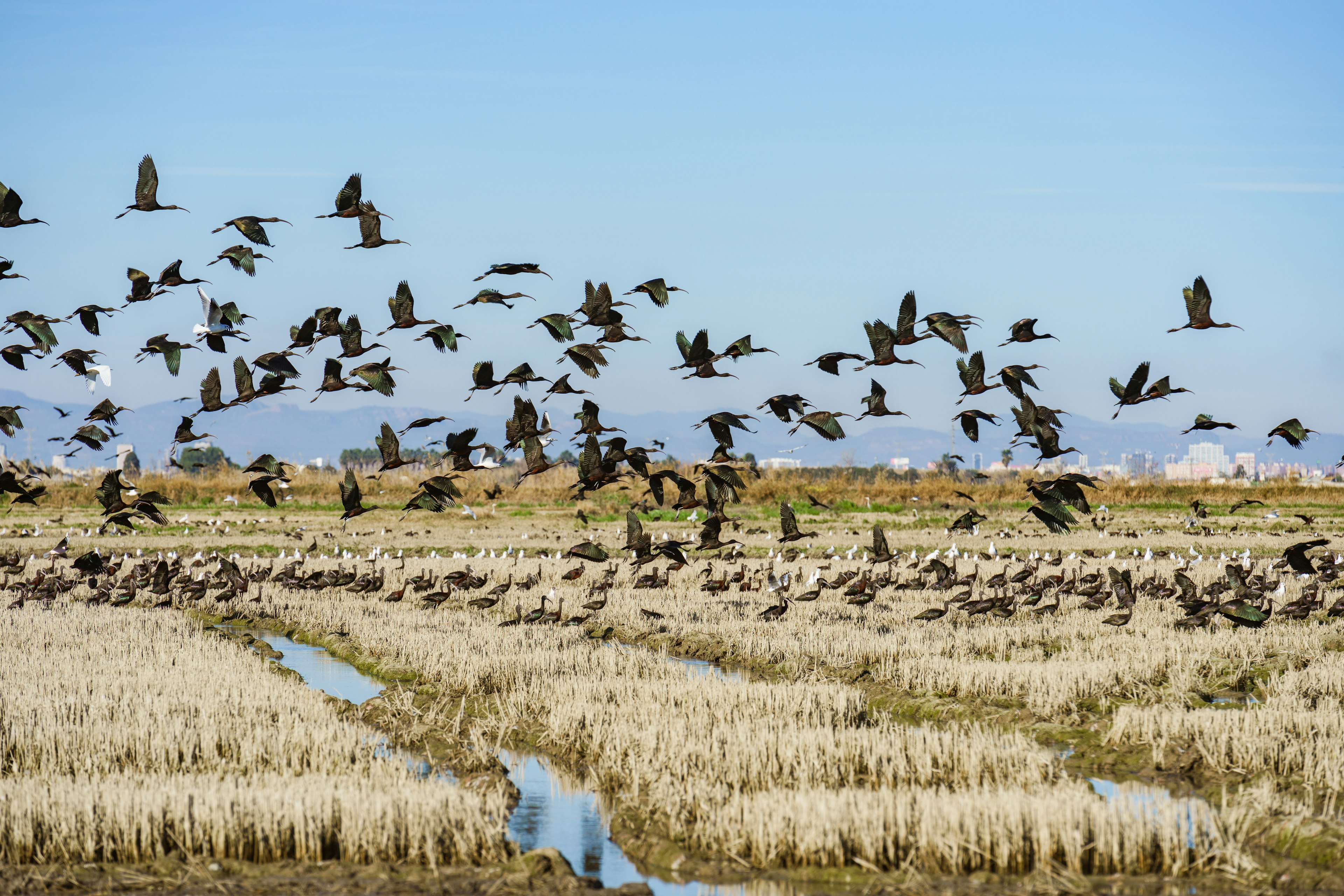 A flock of birds takes flight above a series of rice paddies on the edge of a built-up area