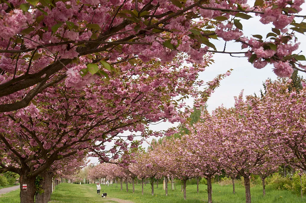 The Cherry Blossom Path in Teltow