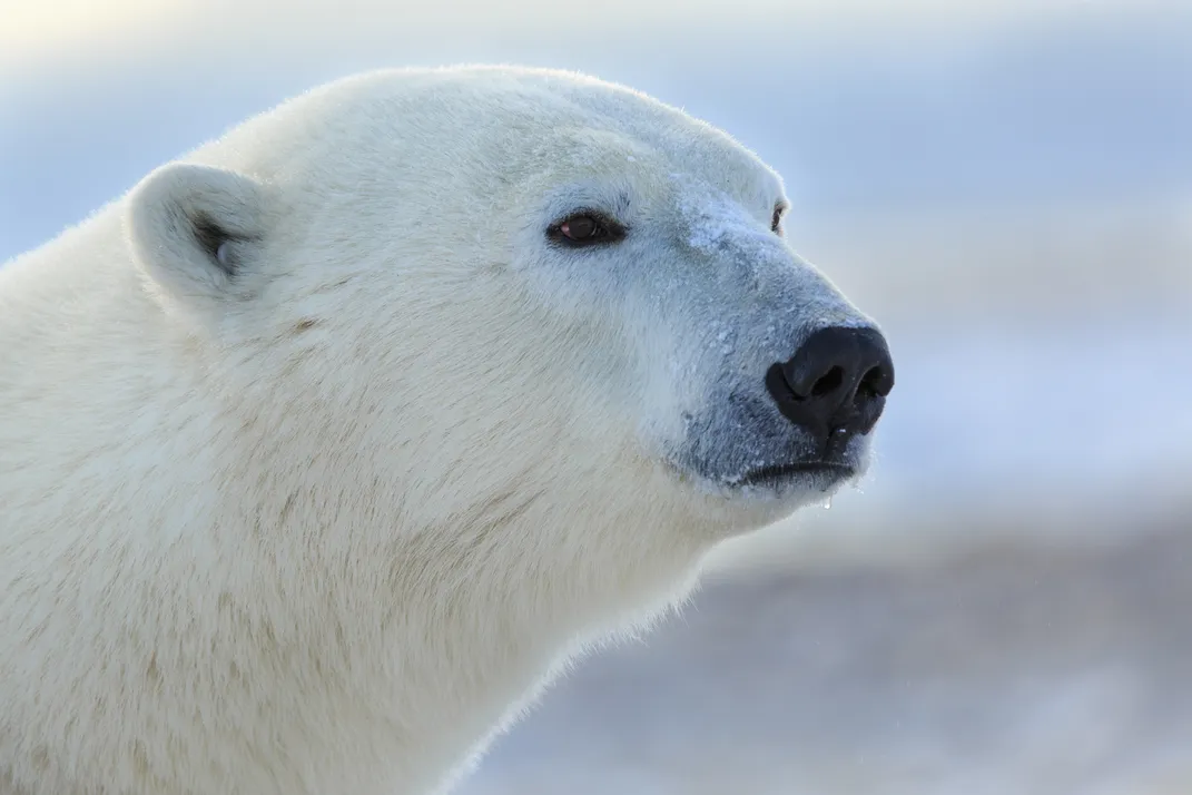 the face of a polar bear