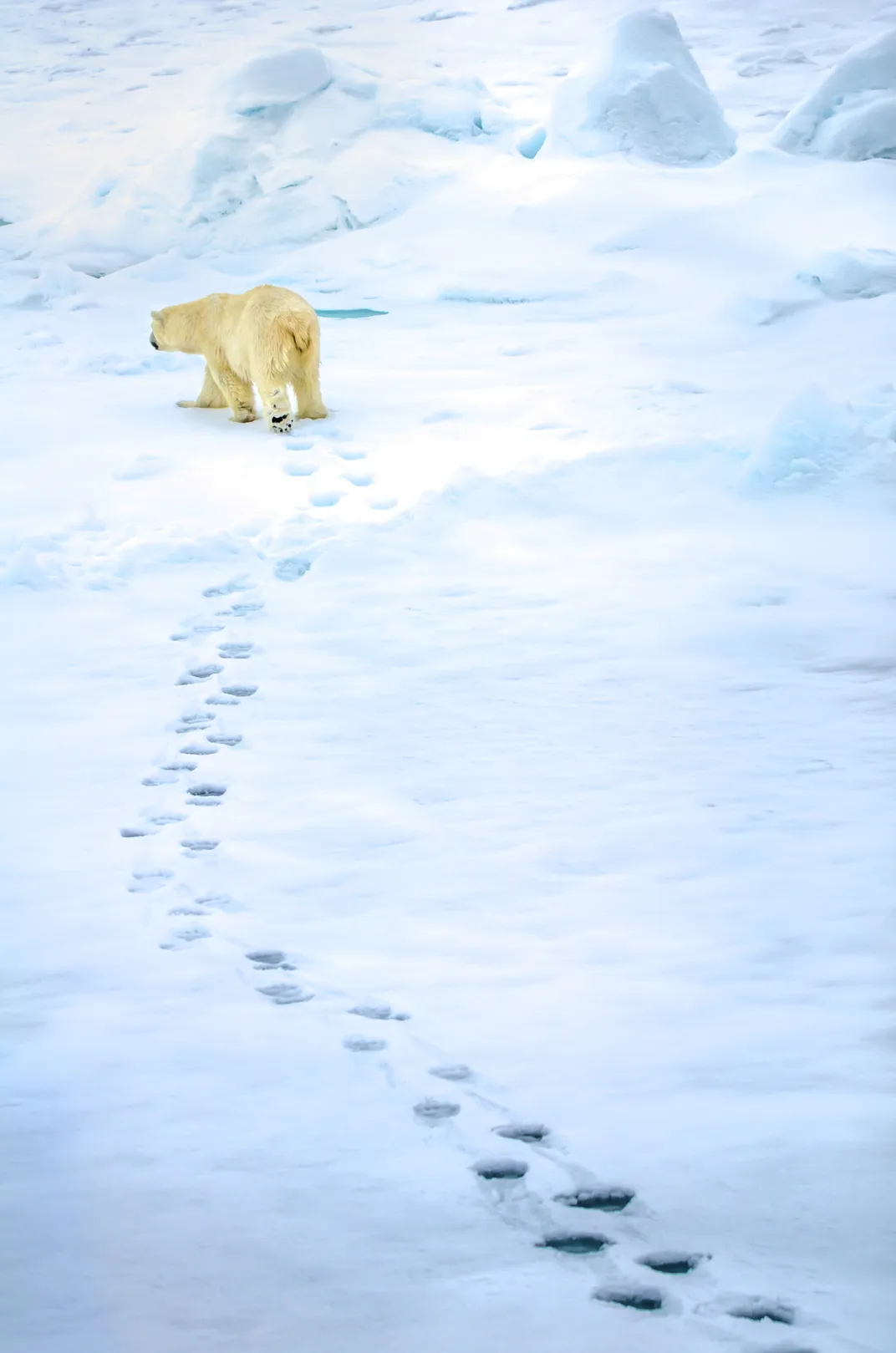 a polar walks while leaving a trail