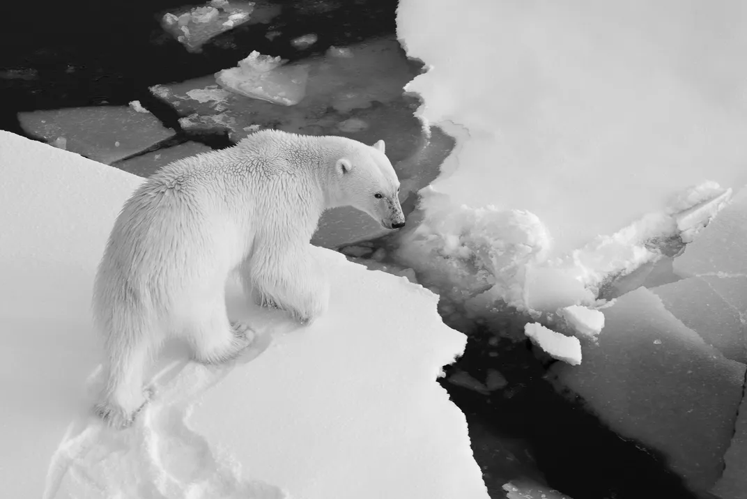 a polar brear walks on ice