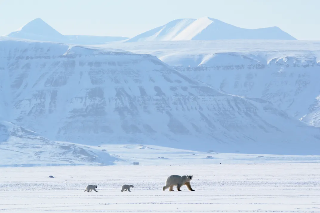 polar bears roam the vast frozen wilderness at the top of our planet