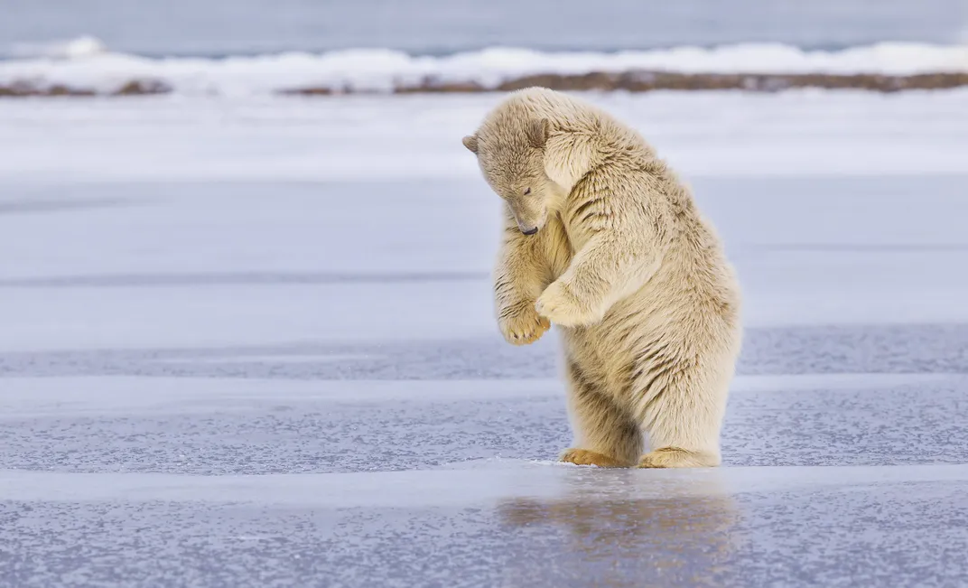 a cub walks upright