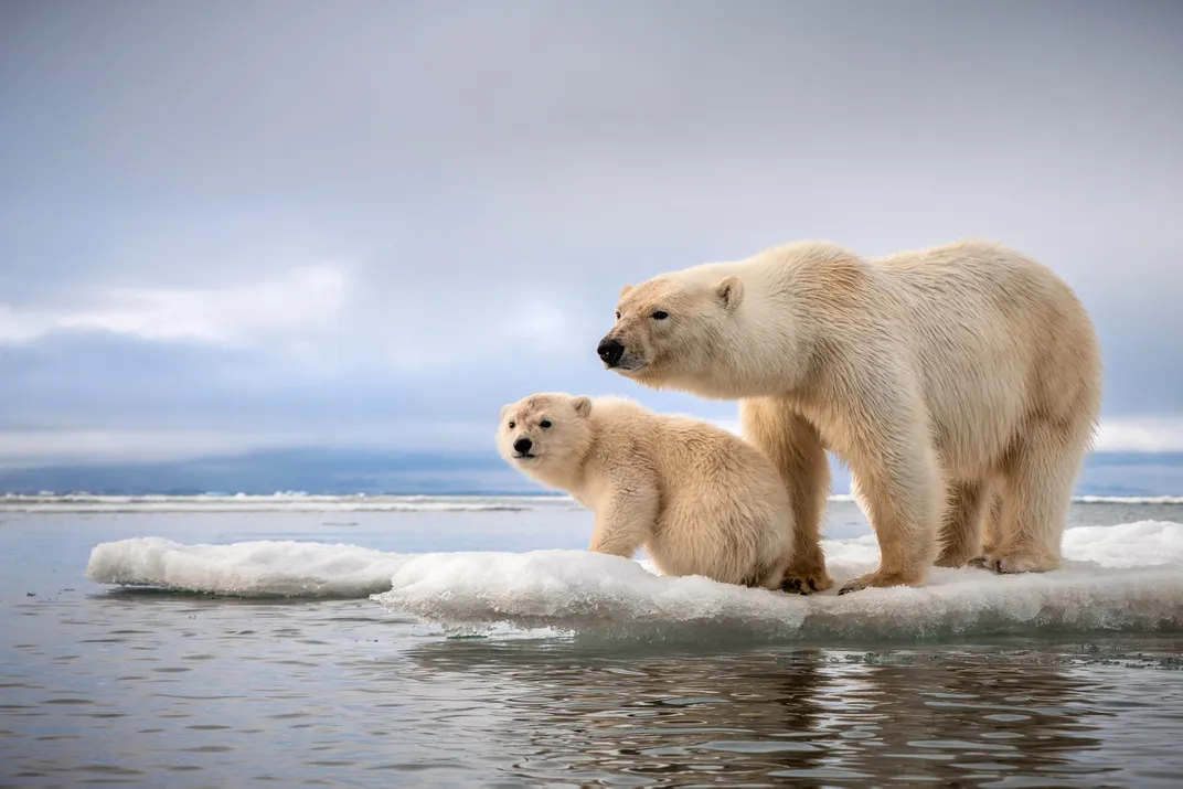 a mother polar bear with her cub