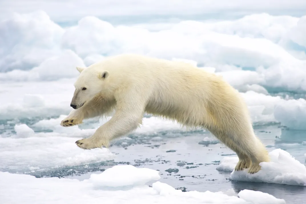 A polar bear leaps from one bit of ice to another.