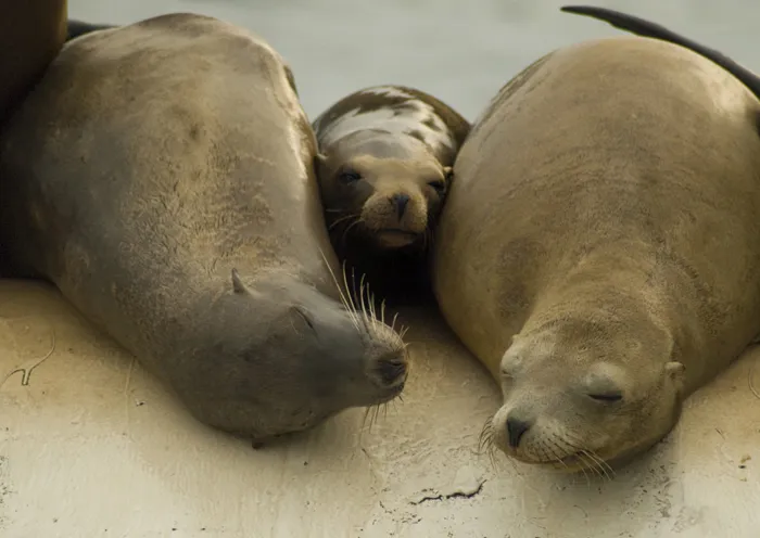 Three sea lions lay on a beach