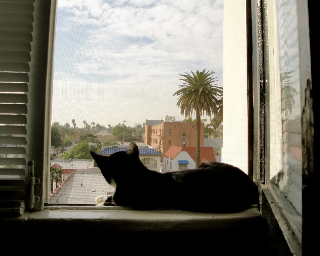 A cat looks out a window