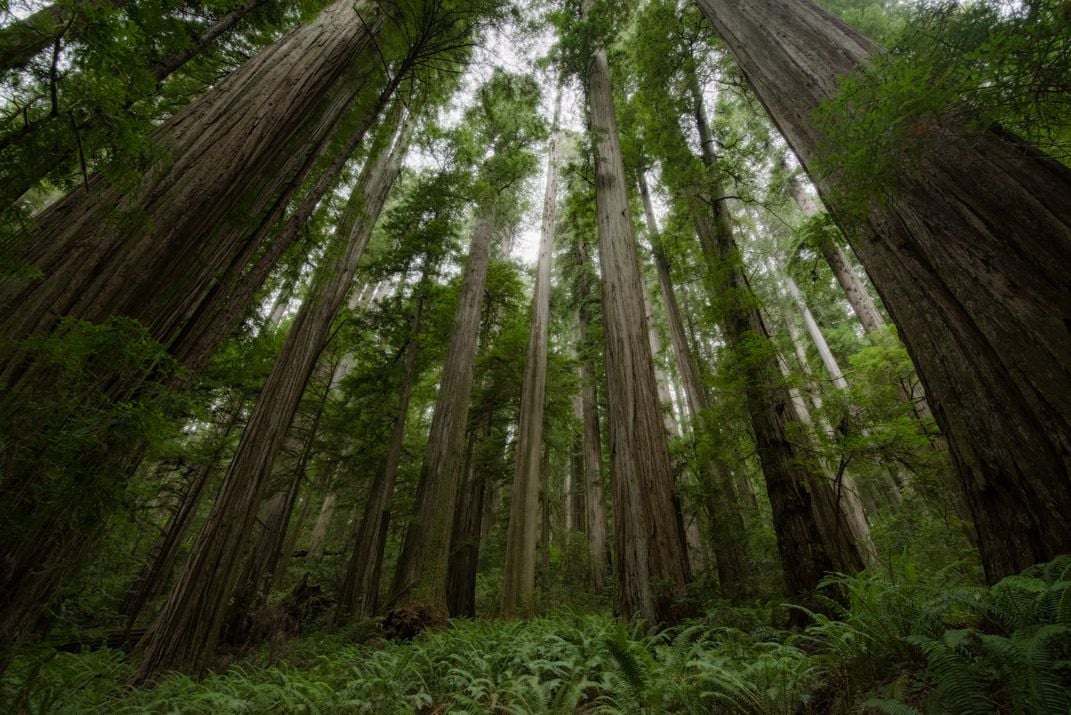 A forest with tall trees