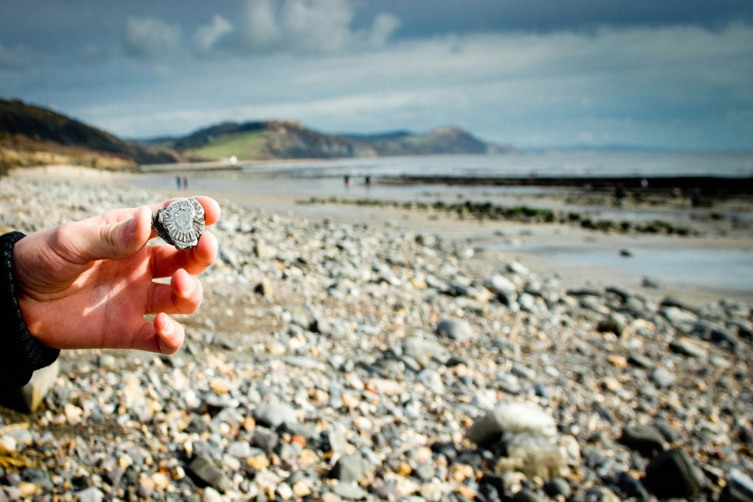 Hand holding an ammonite fossil found in the rocks on the beach