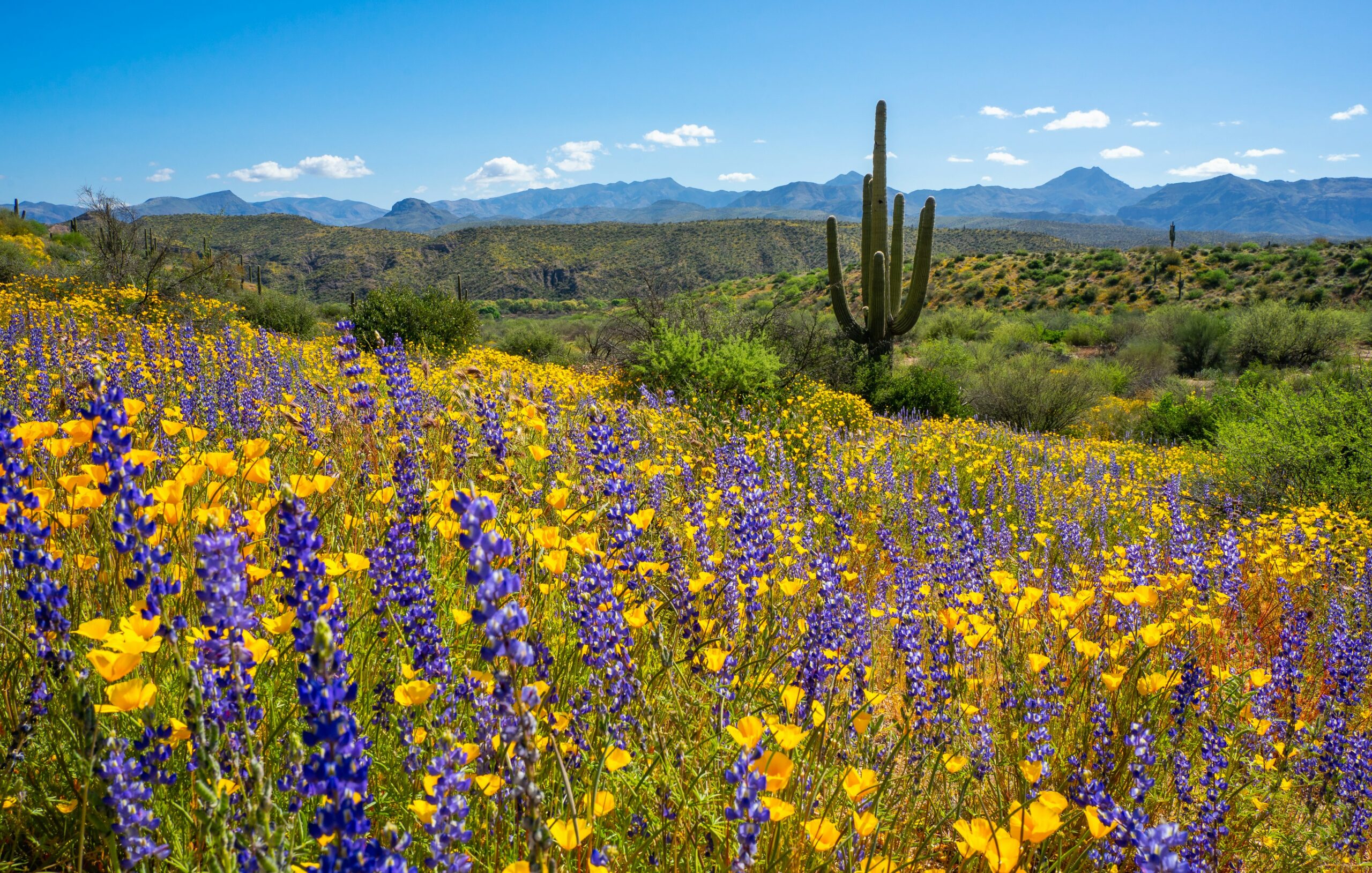 Blooming lupines and poppies and tall saguaro cactus in spring at Horseshoe Reservoir in Tonto National Forest, Arizona