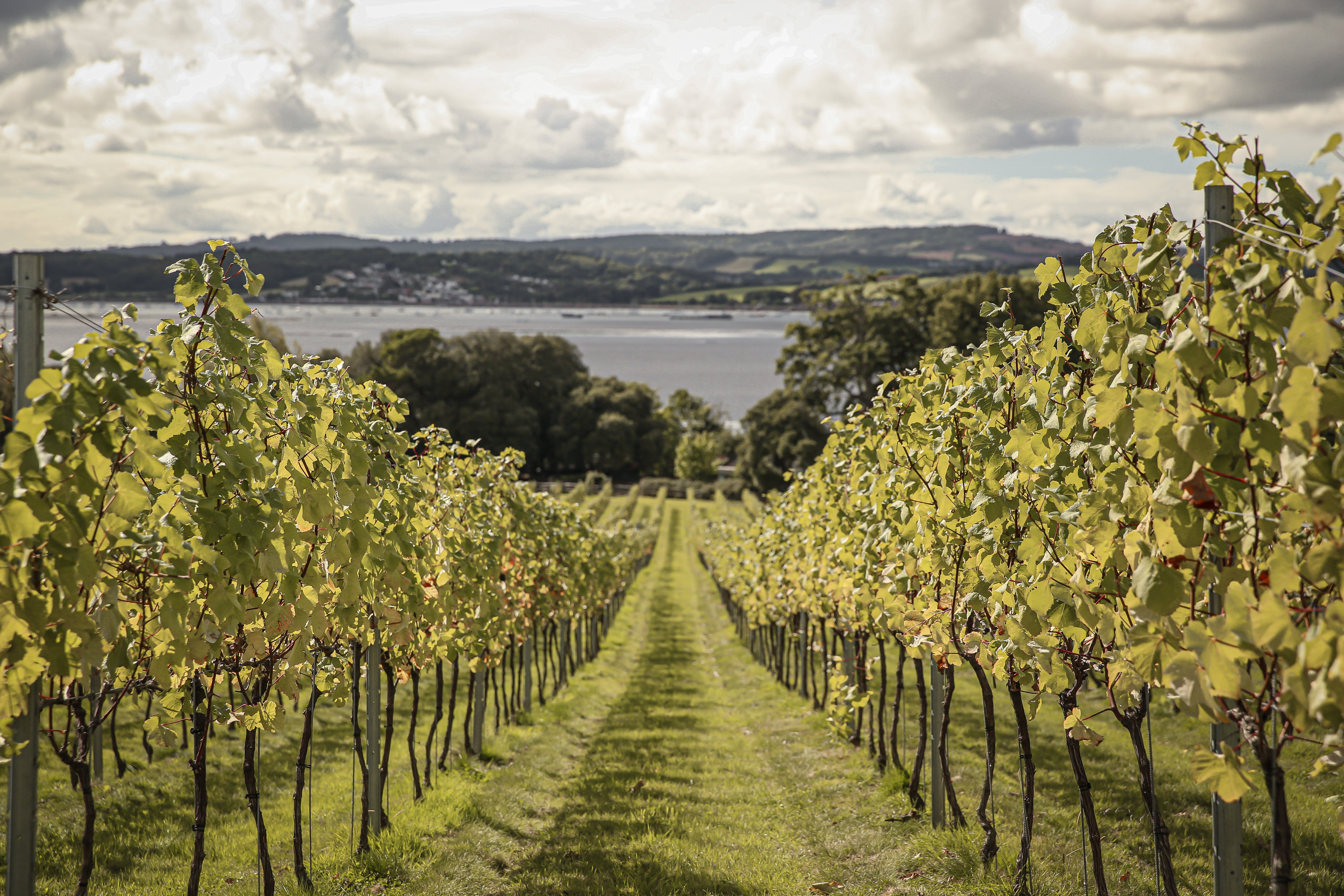 Every drop drunk at Lympstone comes from the hotel’s own vineyard