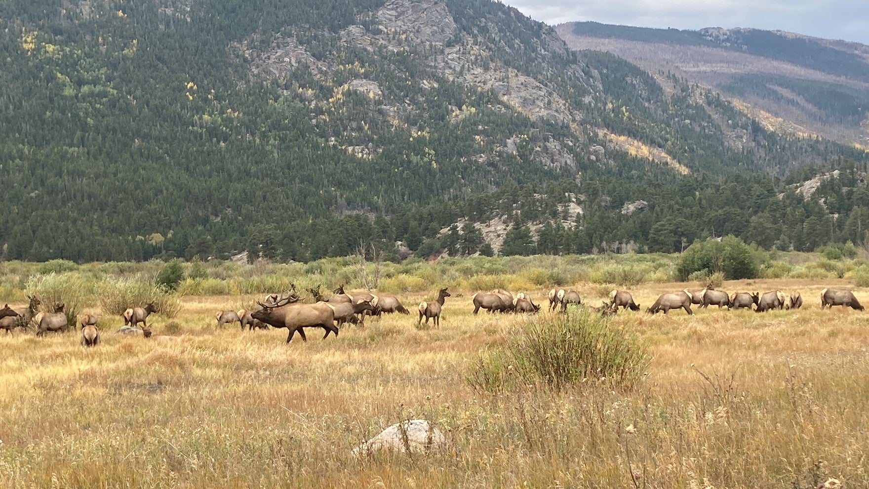 Wildlife in Rocky Mountain National Park