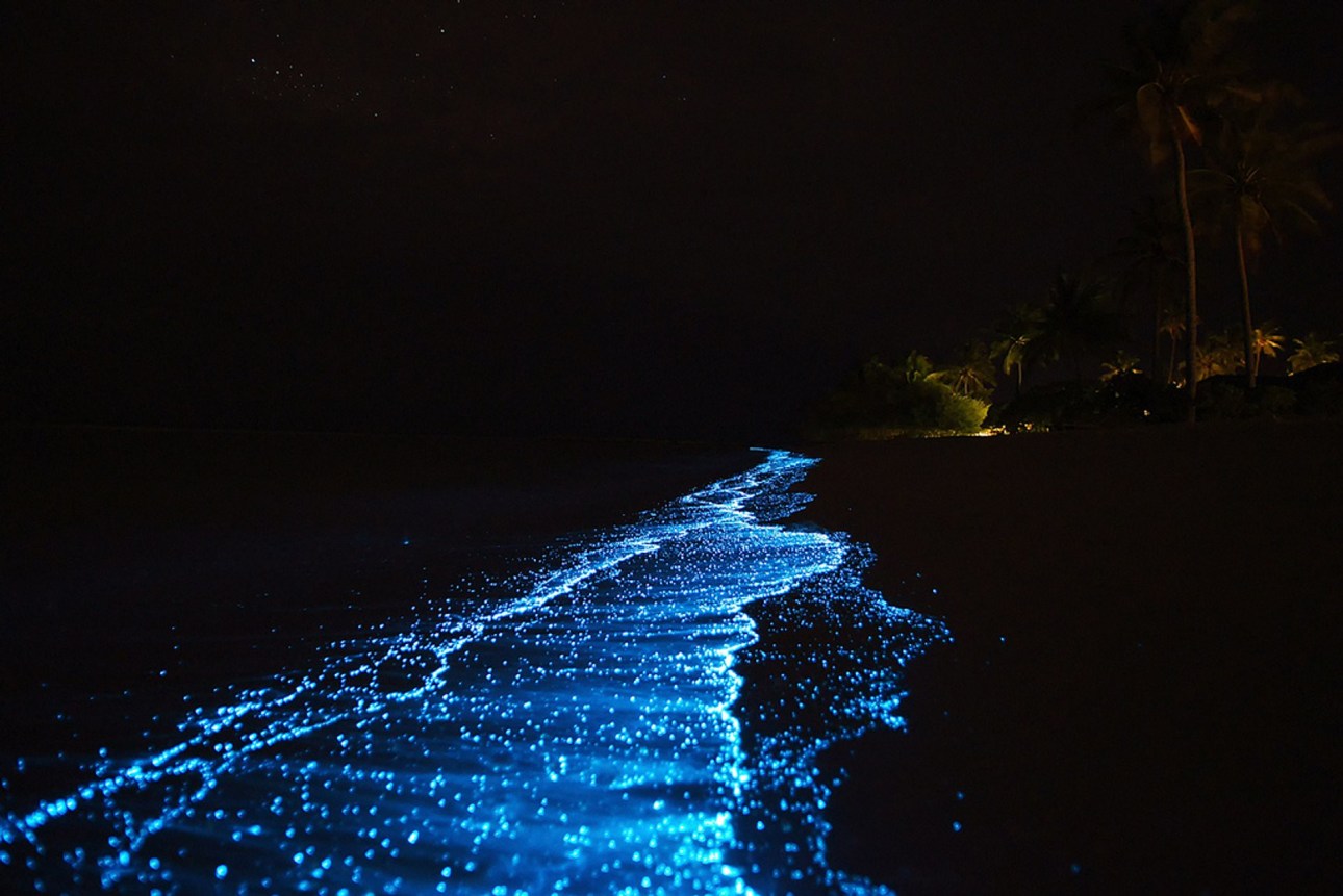 maldives bioluminescent plankton