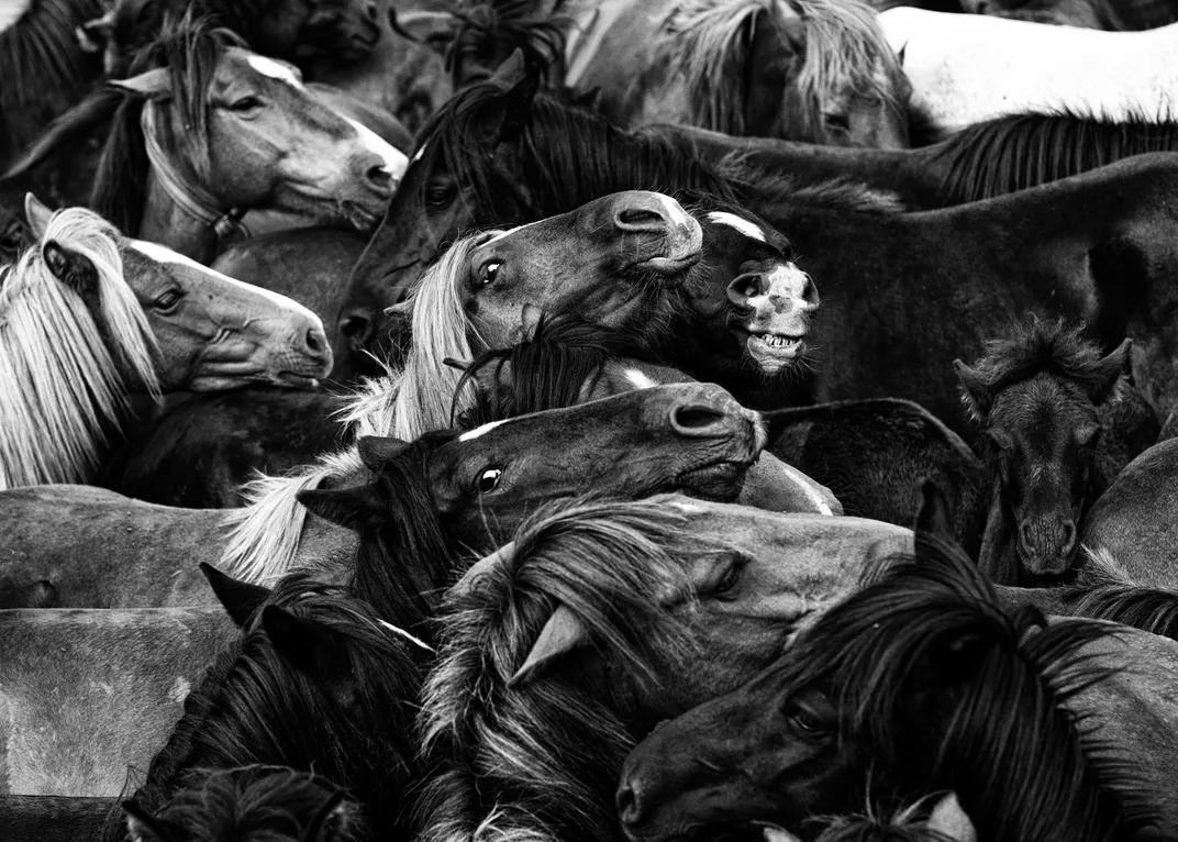 a black and white photograph of a heard of horses