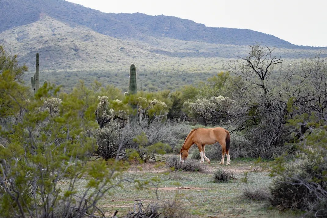 a horses stands in Tonto National Forest