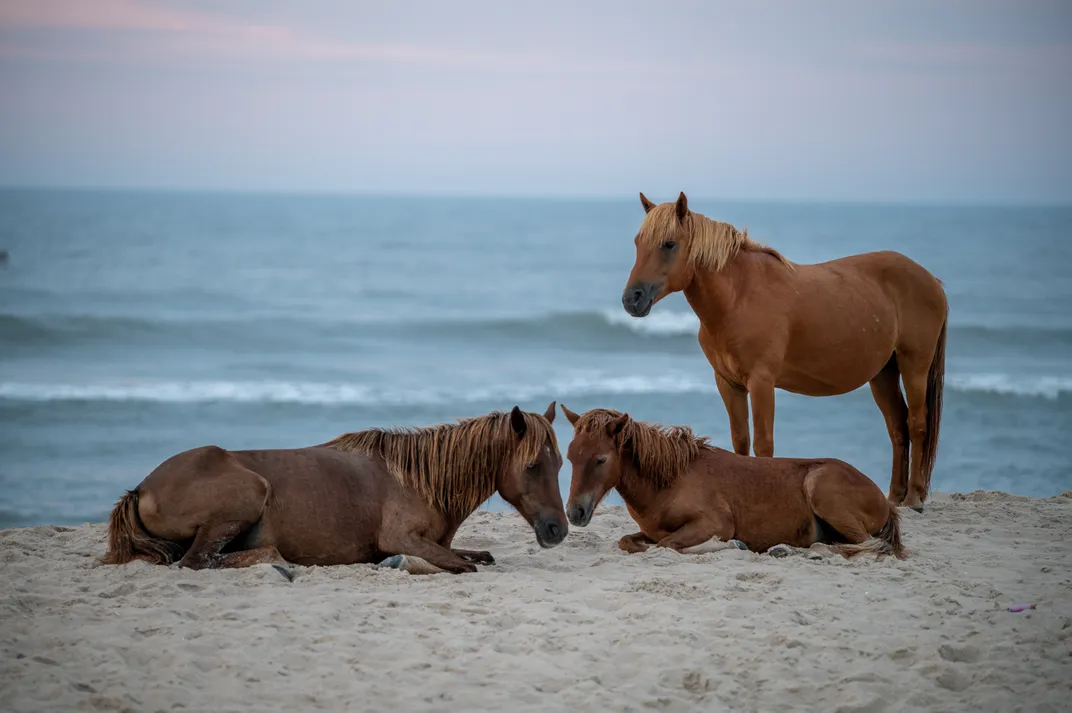 wild horses of Assateague Island