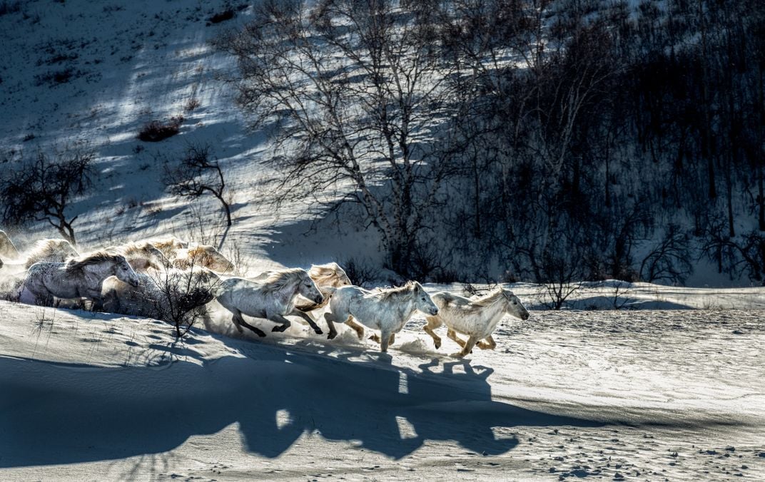 Dust and snow engulf a herd of horses at full gallop.