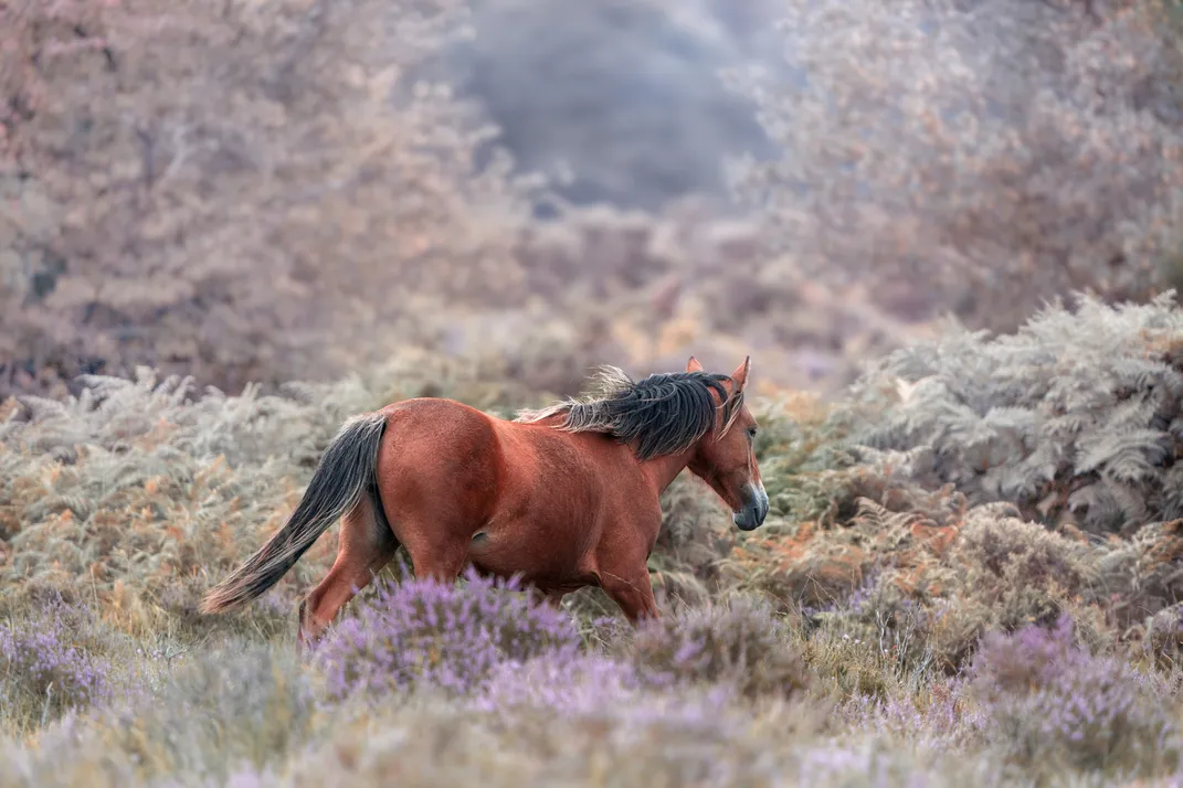 A wild horse trots through the lush expanse of the New Forest in Hampshire