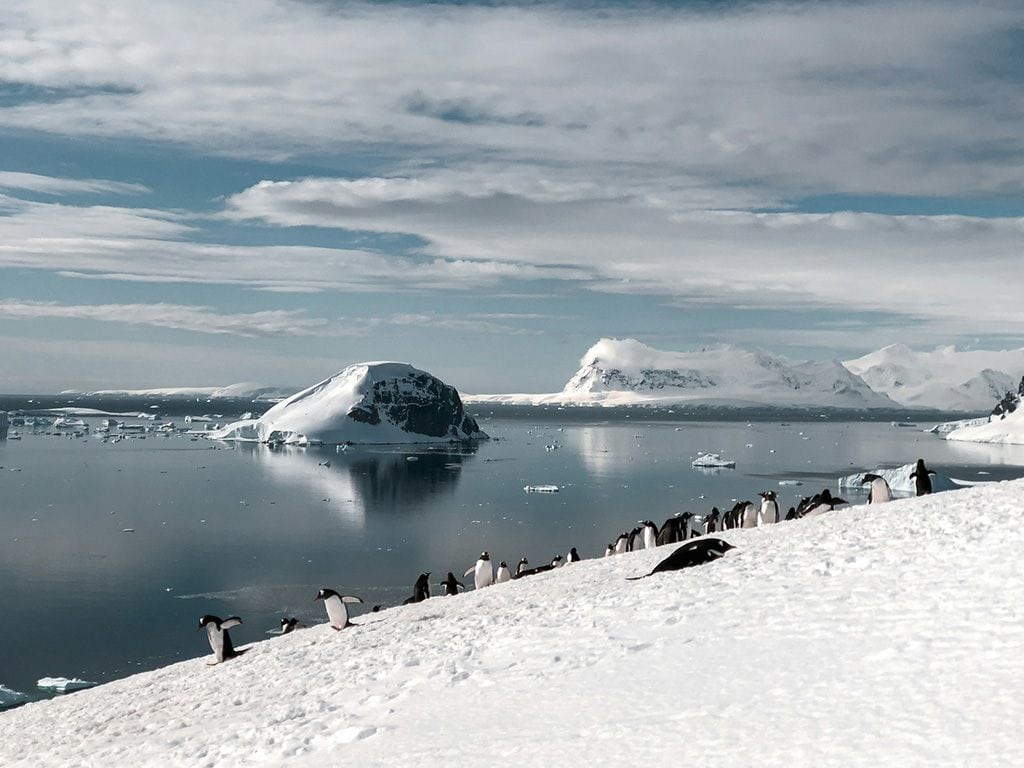 penguins in antarctica