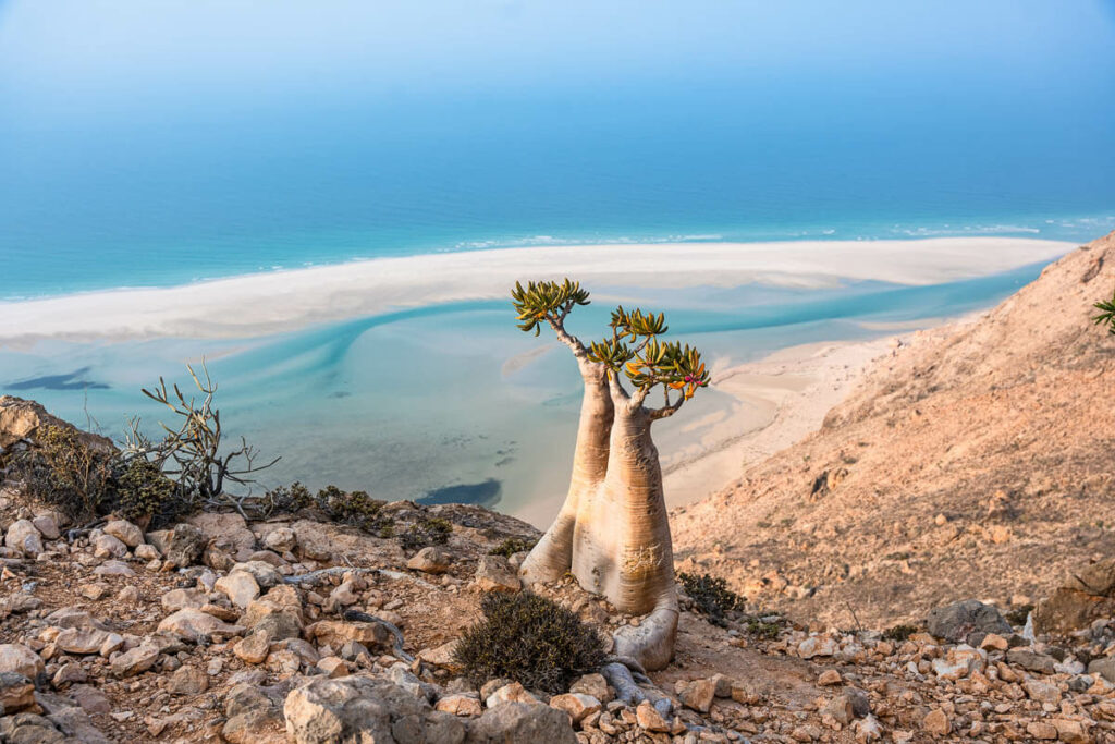 Socotra travel guide