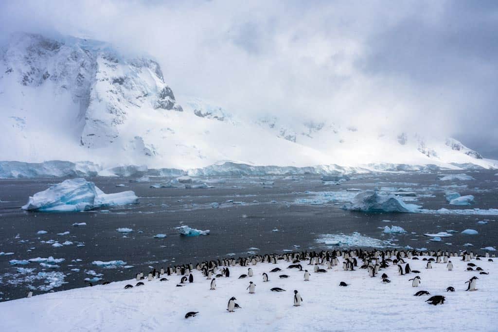 Penguins on Ethereal Hill on Danco Island