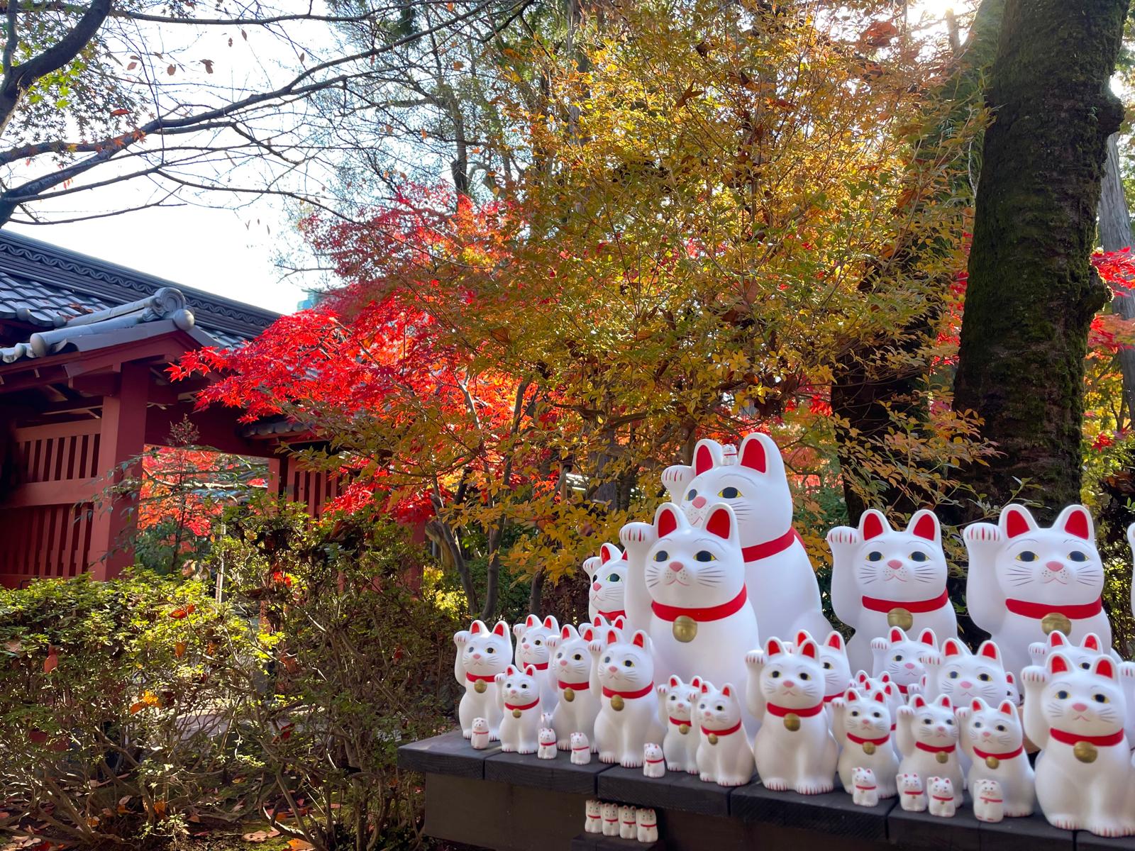 The waving cats at Tokyo’s Gotokuji Temple beckon good luck and fortune