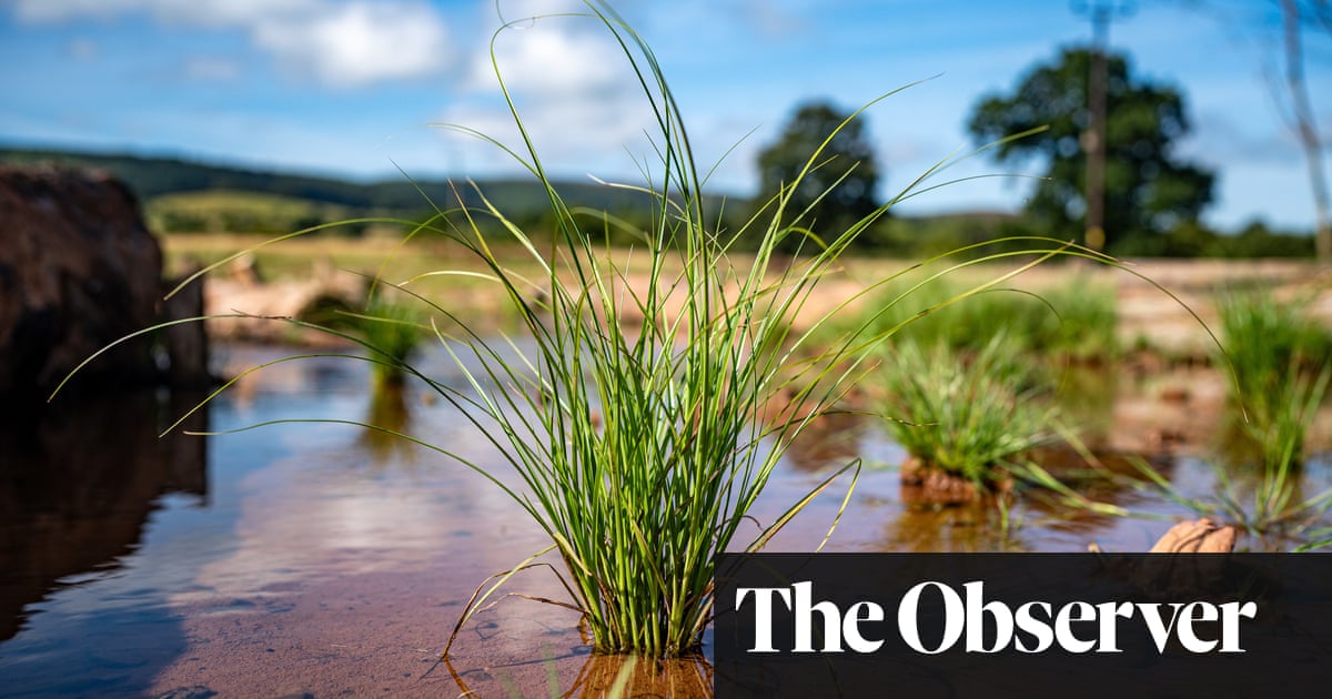 ‘It absolutely took off’: five UK biodiversity success stories | Biodiversity