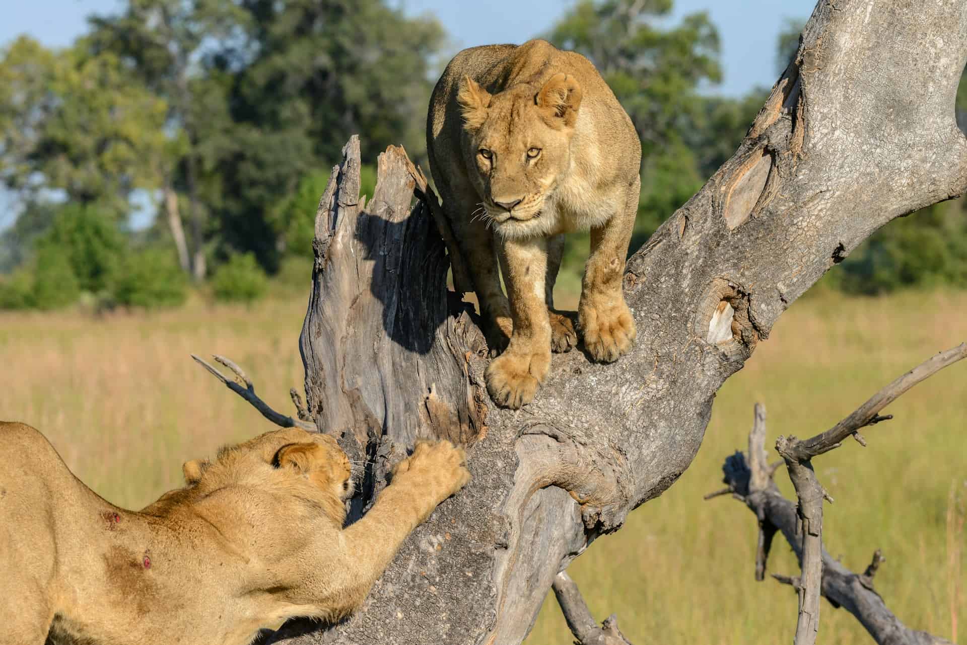 Lions as seen on a safari in the Okavango Delta of Botswana (photo: Felix M. Dorn).