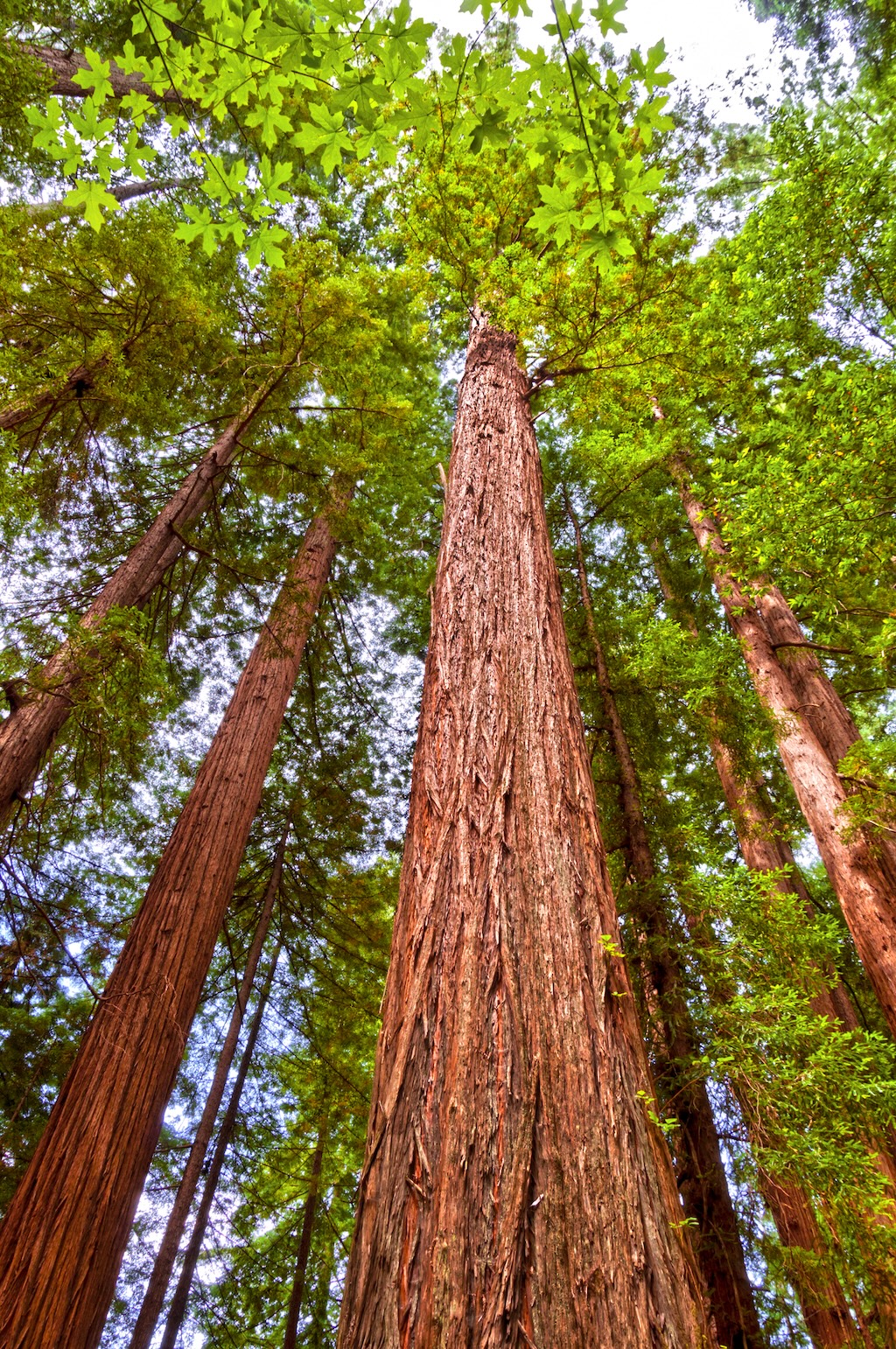 all Giant Redwood trees in Redwood National forest in Northern California