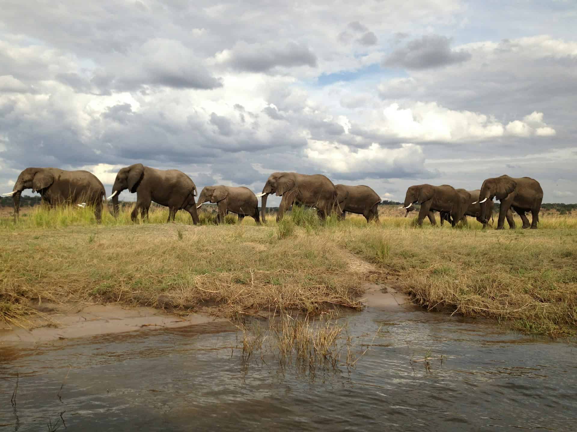 Elephants in Chobe National Park (photo: Dillon Groves, Unsplash).