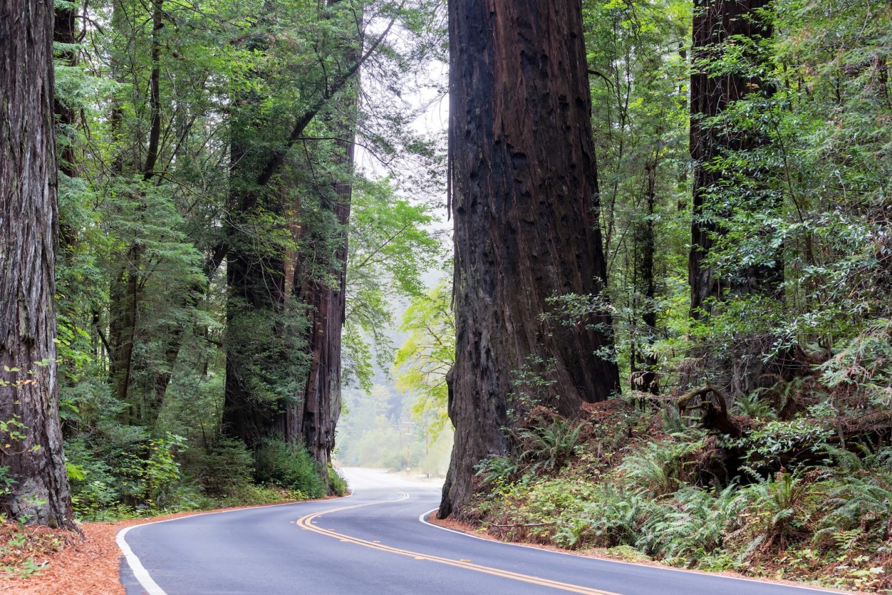 Road passing by huge redwood trees in Humboldt Redwoods State Park in California
