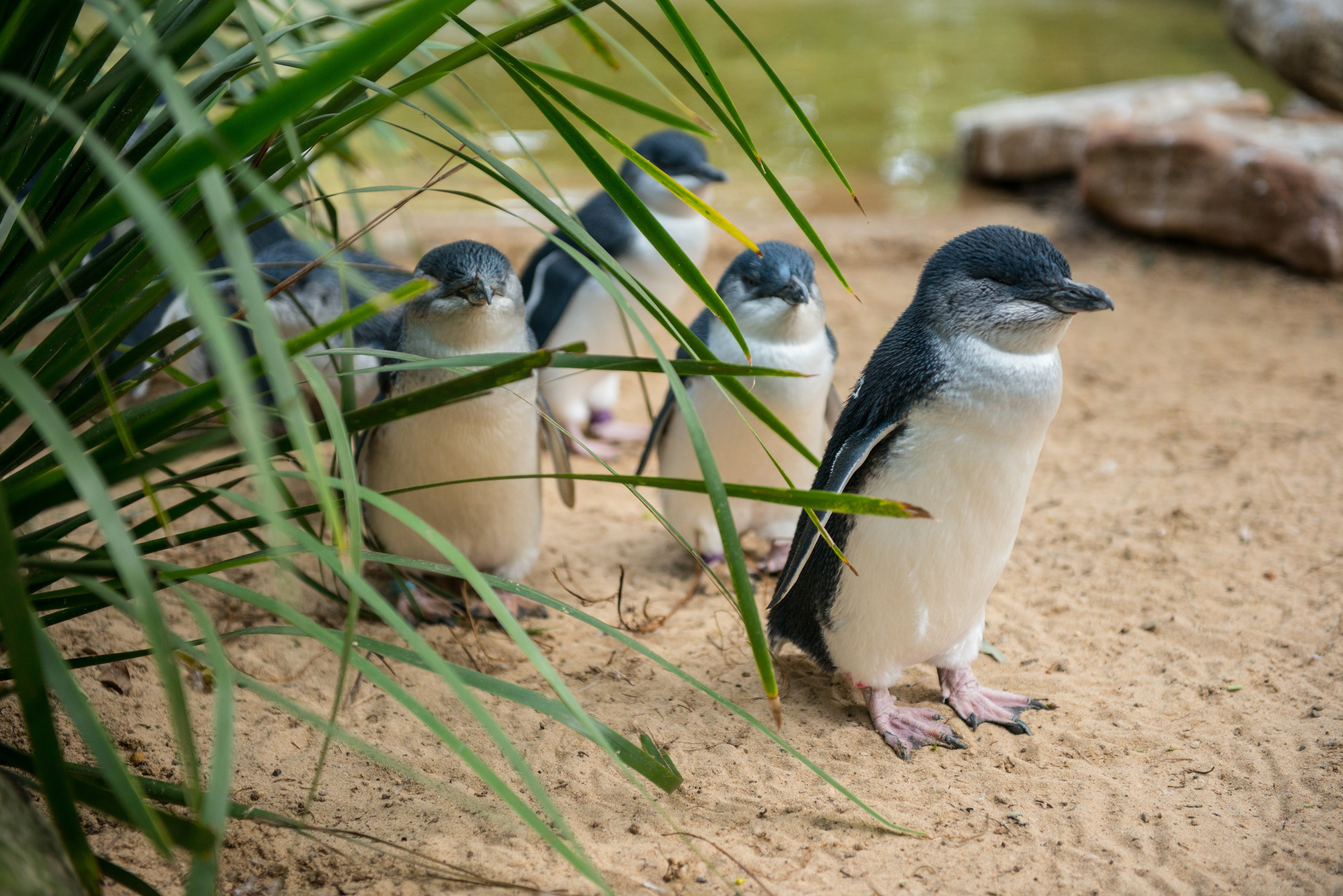The little ‘fairy’ penguins on Godfreys Beach is one of many wildlife delights Tasmania has to offer