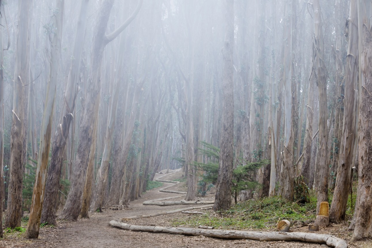 Picturesque Footpath Crossing Eucalyptus Grove AKA Lovers' Lane at the Presidio of San Francisco, San Francisco, California.