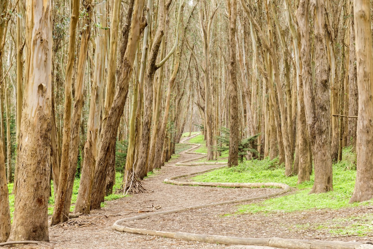 Eucalyptus Grove Wood Line on a winter day. The Presidio, San Francisco, California, USA