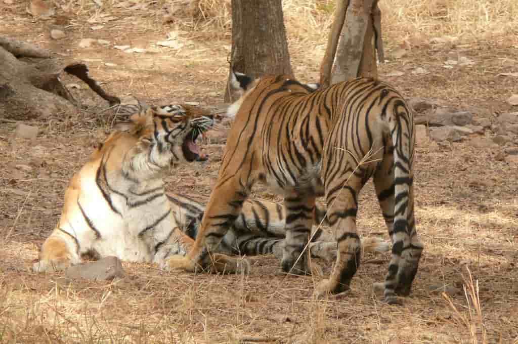 Ranthambore National Park - All You Need to Know