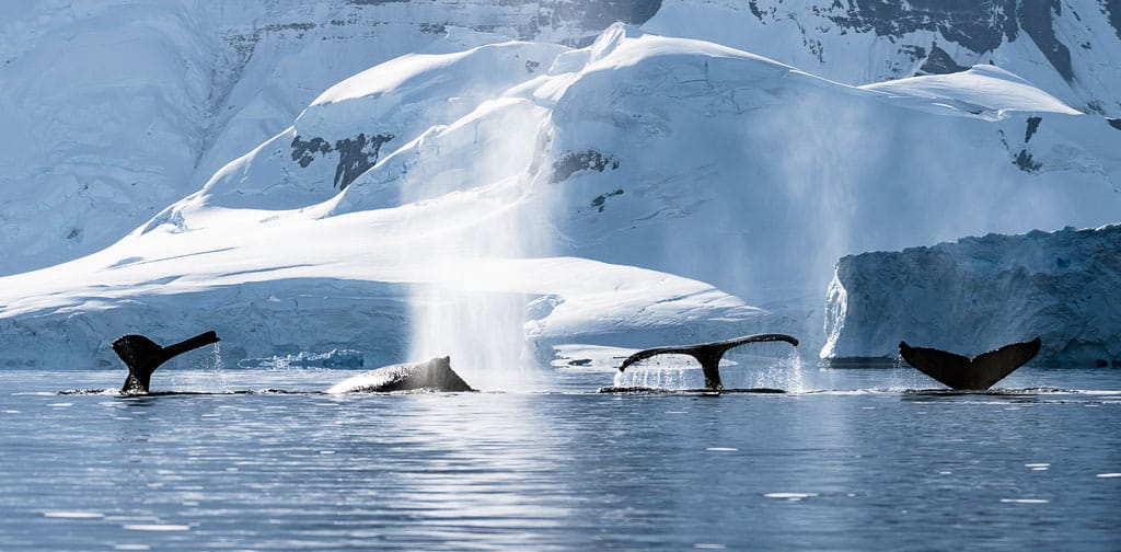 whales in antarctica