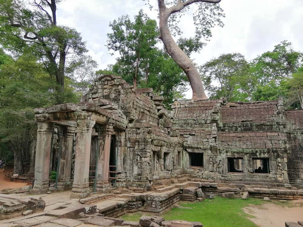 tree coming out of angkor wat temple