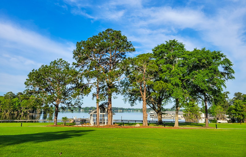 trees in a grassy field