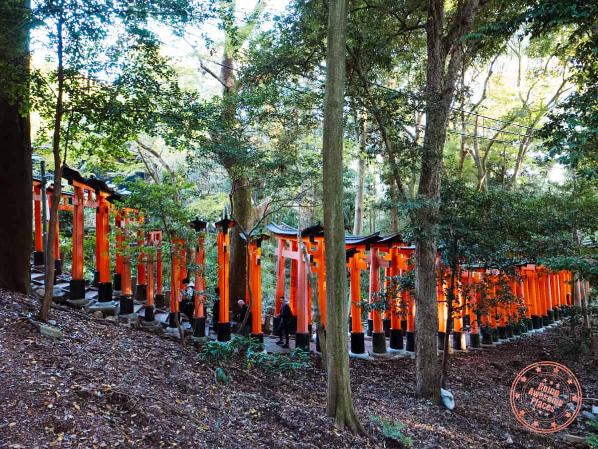 fushimi inari path of red torii gates
