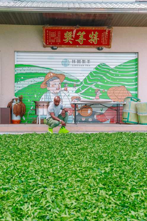 Best things to do in Taiwan Alishan Forest Tea Picking 阿里山珠露茶-林園製茶 Lin Yuan Tea Factory
