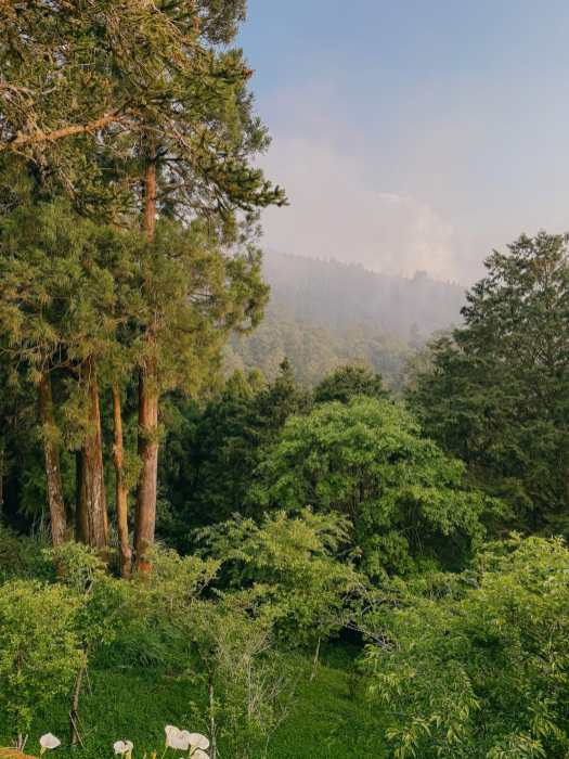 Best things to do in Taiwan Alishan Forest