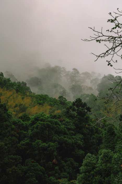Best things to do in Taiwan Alishan Forest