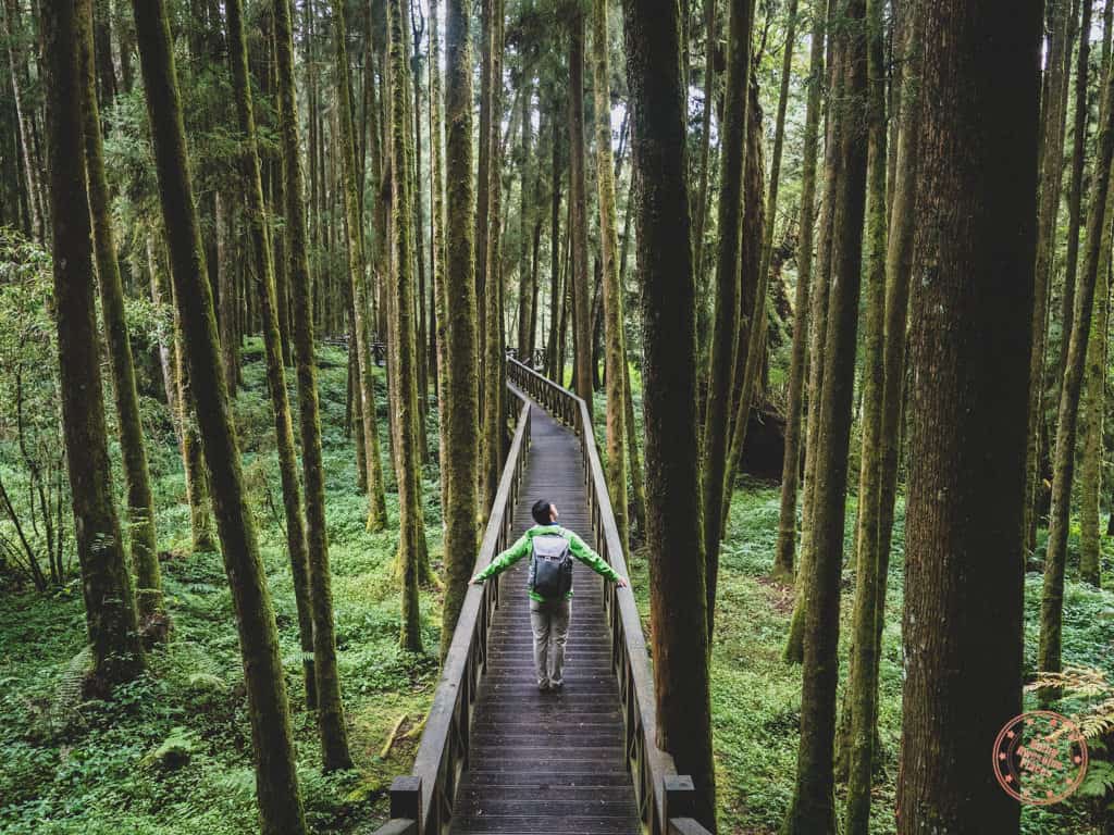 Alishan Forest Trail Boardwalk