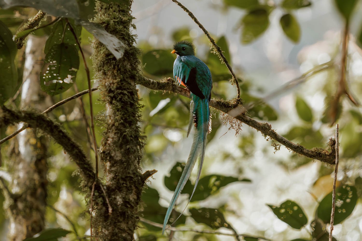 How To Hike The Pipeline Trail in Boquete — ALONG DUSTY ROADS