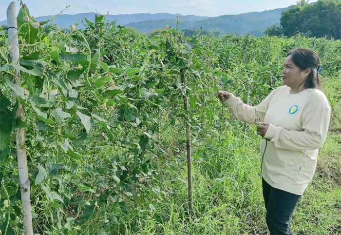 Kalasag board director Mary Jing Contawe at her sitaw farm