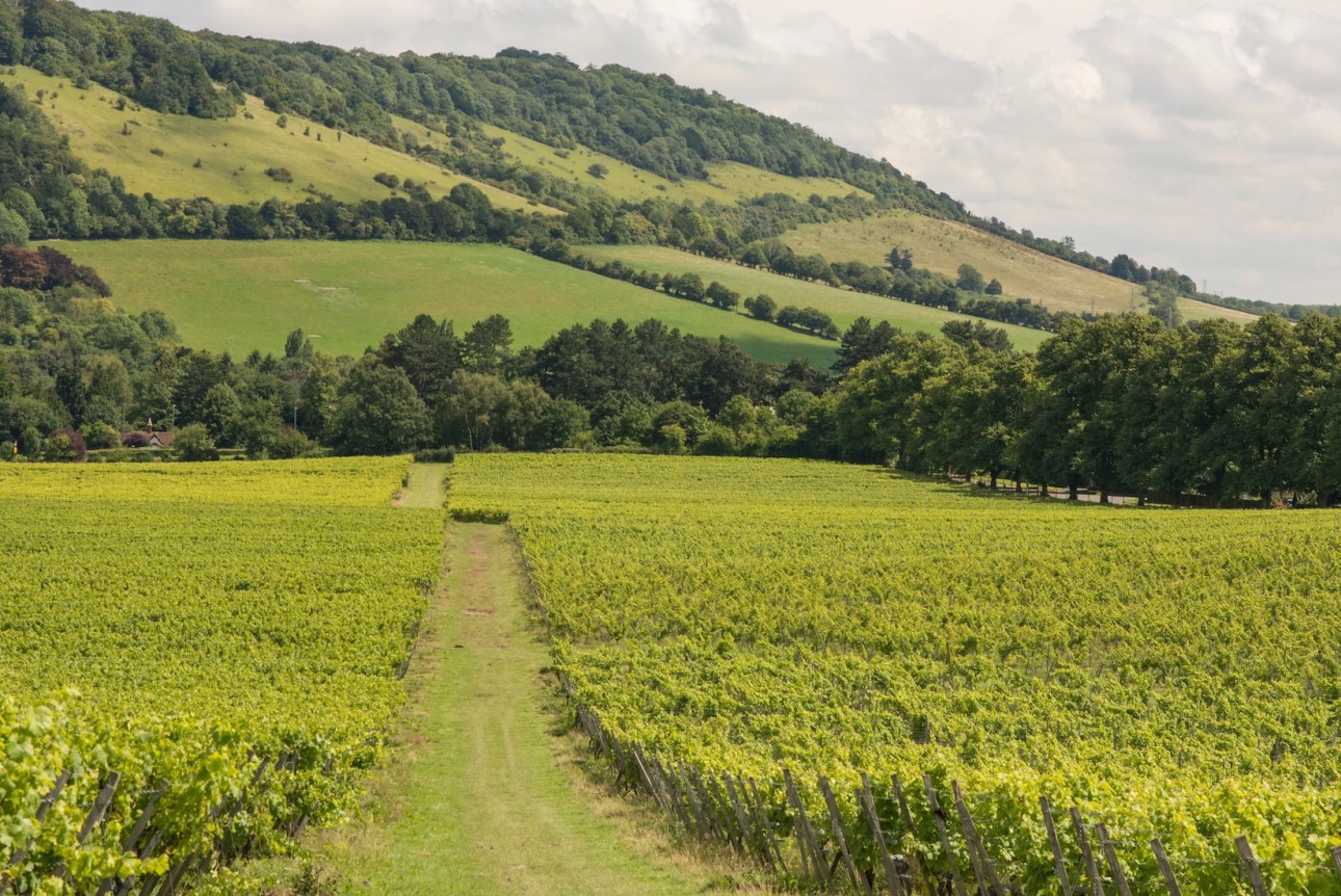 View to Box Hill from valley below. Dorking, Surrey, England. With vineyard in foreground.