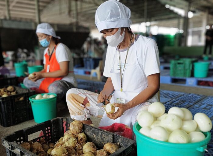 Farmers cleaning the onion harvest at the Kalasag Multipurpose Cooperative